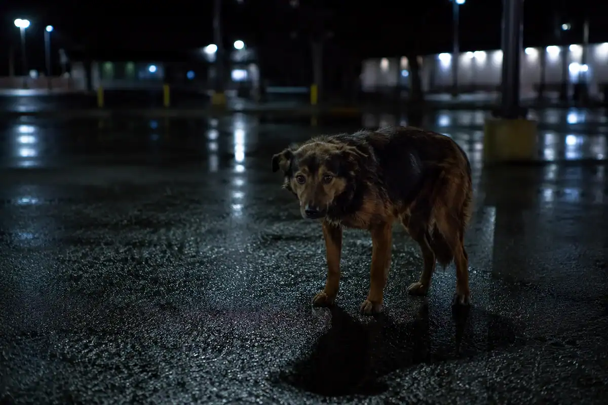 Chien apeuré et immobile sur un parking mouillé de nuit, paralysé par le stress
